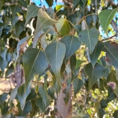 Brachychiton populneus subsp. populneus (Kurrajong) at Mount Mugga Mugga - 30 Jul 2022 by Mike