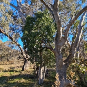 Brachychiton populneus subsp. populneus at Jerrabomberra, ACT - 30 Jul 2022