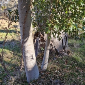 Brachychiton populneus subsp. populneus at Jerrabomberra, ACT - 30 Jul 2022