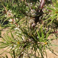 Hakea sericea at Red Hill, ACT - 30 Jul 2022