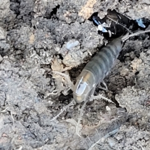 Amphipod (order Amphipoda, family Talitridae) at Molonglo Valley, ACT - 30 Jul 2022