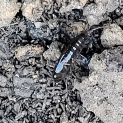 Amphipod (order Amphipoda, family Talitridae) at Molonglo Valley, ACT - 30 Jul 2022