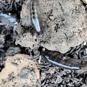 Amphipod (order Amphipoda, family Talitridae) at Molonglo Valley, ACT - 30 Jul 2022