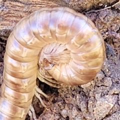 Paradoxosomatidae sp. (family) (Millipede) at Molonglo Valley, ACT - 30 Jul 2022 by trevorpreston