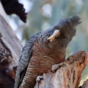 Callocephalon fimbriatum at Hughes, ACT - 30 Jul 2022