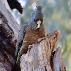 Callocephalon fimbriatum at Hughes, ACT - suppressed