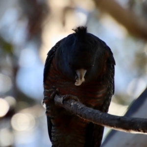 Callocephalon fimbriatum at Hughes, ACT - 30 Jul 2022