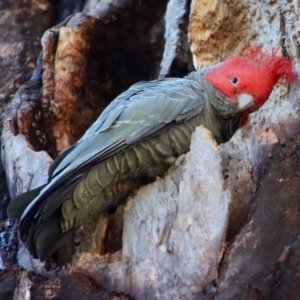 Callocephalon fimbriatum at Hughes, ACT - 30 Jul 2022