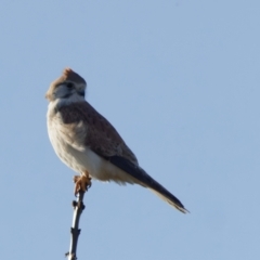 Falco cenchroides (Nankeen Kestrel) at Fyshwick, ACT - 30 Jul 2022 by pjpiper