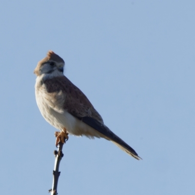 Falco cenchroides (Nankeen Kestrel) at Fyshwick, ACT - 30 Jul 2022 by pjpiper