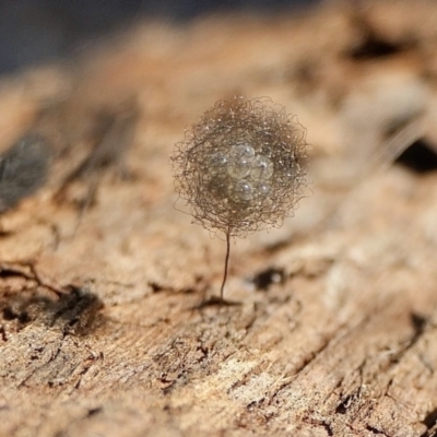 Australomimetus sp. (genus) (Unidentified Pirate spider) at Rugosa - 30 Jul 2022 by SenexRugosus