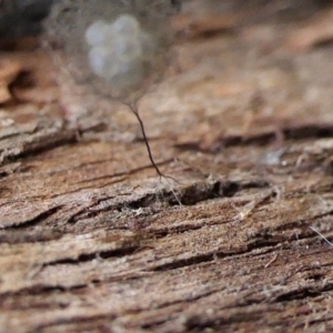 Australomimetus sp. (genus) at Yass River, NSW - 30 Jul 2022