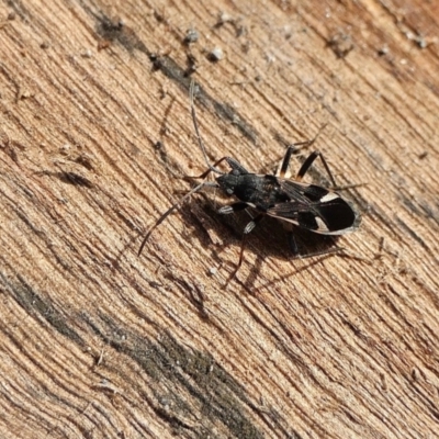 Dieuches maculicollis (Black-and-white seed bug) at Rugosa - 30 Jul 2022 by SenexRugosus