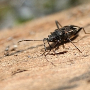 Dieuches sp. (genus) at Yass River, NSW - 30 Jul 2022