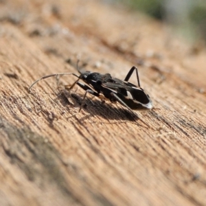 Dieuches sp. (genus) at Yass River, NSW - 30 Jul 2022