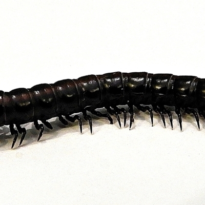 Paradoxosomatidae sp. (family) (Millipede) at Crooked Corner, NSW - 28 Jul 2022 by Milly