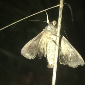 Noctuidae (family) at Turner, ACT - 23 Jul 2022