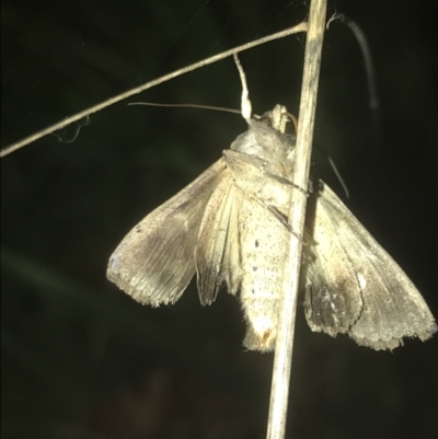 Noctuidae (family) (A cutworm or owlet moth) at Haig Park - 23 Jul 2022 by Tapirlord