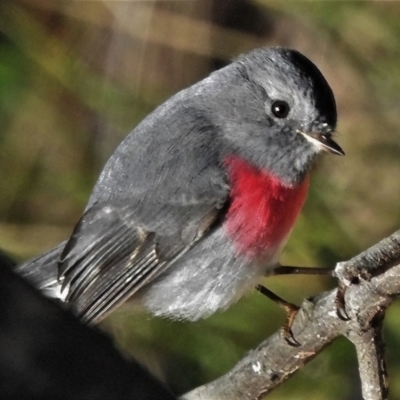 Petroica rosea (Rose Robin) at Paddys River, ACT - 30 Jul 2022 by JohnBundock