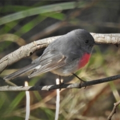 Petroica rosea at Paddys River, ACT - 30 Jul 2022