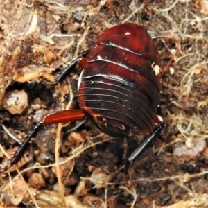 Platyzosteria similis at Rendezvous Creek, ACT - 28 Jul 2022