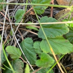 Pelargonium australe (Austral Stork's-bill) at Fentons Creek, VIC - 30 Jul 2022 by KL