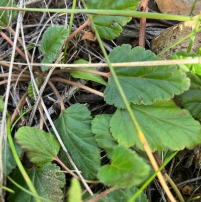 Pelargonium australe (Austral Stork's-bill) at Fentons Creek, VIC - 30 Jul 2022 by KL