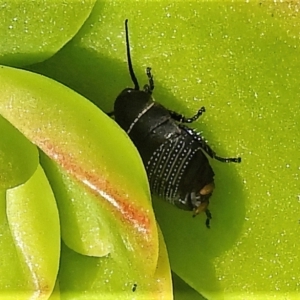 Ellipsidion australe at Wanniassa, ACT - 28 Jul 2022