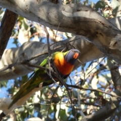 Trichoglossus moluccanus (Rainbow Lorikeet) at Jerrabomberra, NSW - 27 Jul 2022 by Steve_Bok