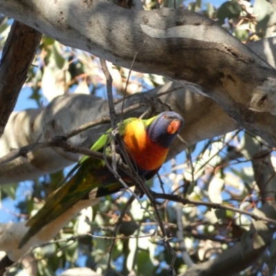 Trichoglossus moluccanus (Rainbow Lorikeet) at Jerrabomberra, NSW - 27 Jul 2022 by SteveBorkowskis