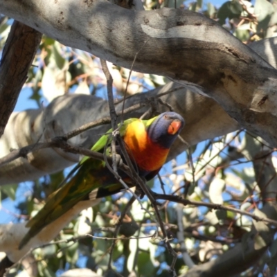 Trichoglossus moluccanus (Rainbow Lorikeet) at Jerrabomberra, NSW - 27 Jul 2022 by Steve_Bok