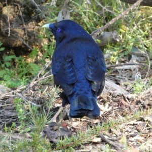 Ptilonorhynchus violaceus at Acton, ACT - 30 Jul 2022