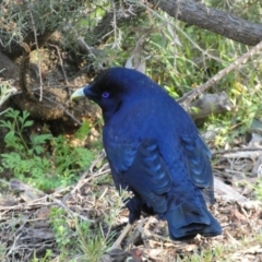 Ptilonorhynchus violaceus at Acton, ACT - 30 Jul 2022