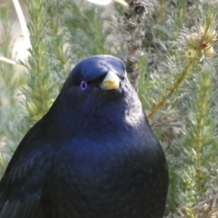 Ptilonorhynchus violaceus at Acton, ACT - 30 Jul 2022