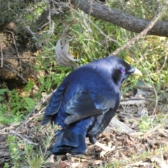 Ptilonorhynchus violaceus at Acton, ACT - 30 Jul 2022