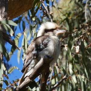 Dacelo novaeguineae at Acton, ACT - 30 Jul 2022 11:21 AM