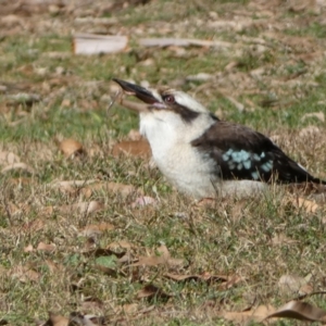 Dacelo novaeguineae at Acton, ACT - 30 Jul 2022 11:21 AM