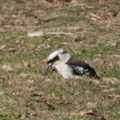 Dacelo novaeguineae at Acton, ACT - 30 Jul 2022 11:21 AM