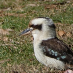 Dacelo novaeguineae at Acton, ACT - 30 Jul 2022 11:21 AM