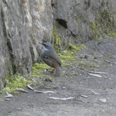 Sericornis frontalis (White-browed Scrubwren) at Acton, ACT - 30 Jul 2022 by SteveBorkowskis