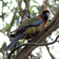 Platycercus elegans flaveolus (Yellow Rosella) at Wodonga, VIC - 30 Jul 2022 by KylieWaldon