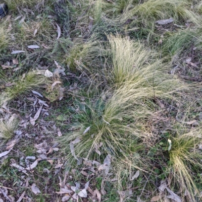 Nassella trichotoma (Serrated Tussock) at Hackett, ACT - 29 Jul 2022 by abread111