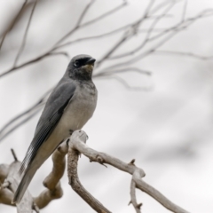 Coracina papuensis (White-bellied Cuckooshrike) at Lake George, NSW - 30 Jul 2022 by trevsci