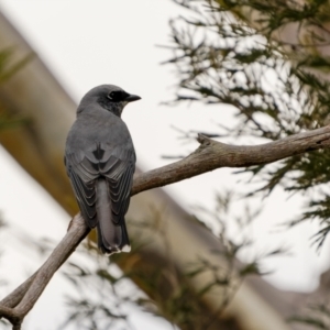 Coracina papuensis at Lake George, NSW - 31 Jul 2022 09:38 AM