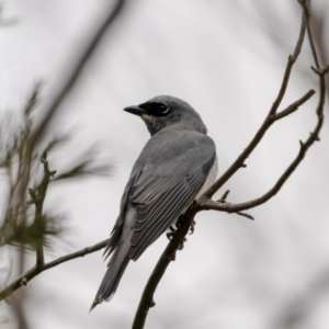 Coracina papuensis at Lake George, NSW - 31 Jul 2022