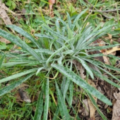 Senecio quadridentatus (Cotton Fireweed) at Fowles St. Woodland, Weston - 31 Jul 2022 by AliceH