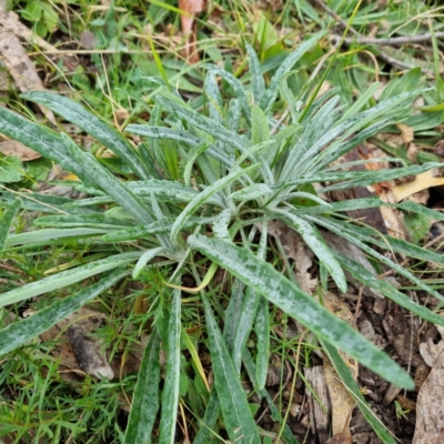 Senecio quadridentatus (Cotton Fireweed) at Fowles St. Woodland, Weston - 31 Jul 2022 by AliceH