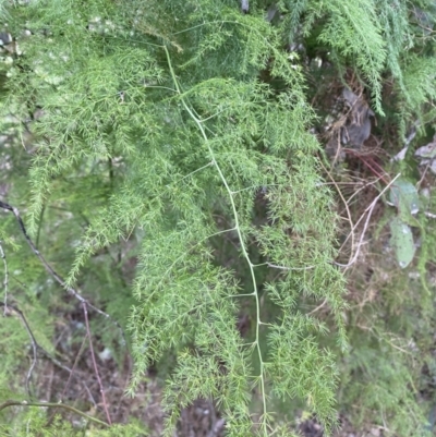 Asparagus plumosus (Climbing Asparagus Fern) at Jerrabomberra, NSW - 31 Jul 2022 by Steve_Bok