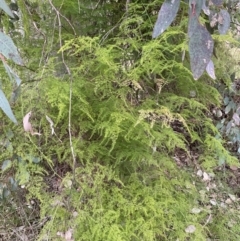 Asparagus plumosus at Jerrabomberra, NSW - 31 Jul 2022