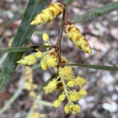 Acacia rubida (Red-stemmed Wattle, Red-leaved Wattle) at Jerrabomberra, NSW - 31 Jul 2022 by SteveBorkowskis
